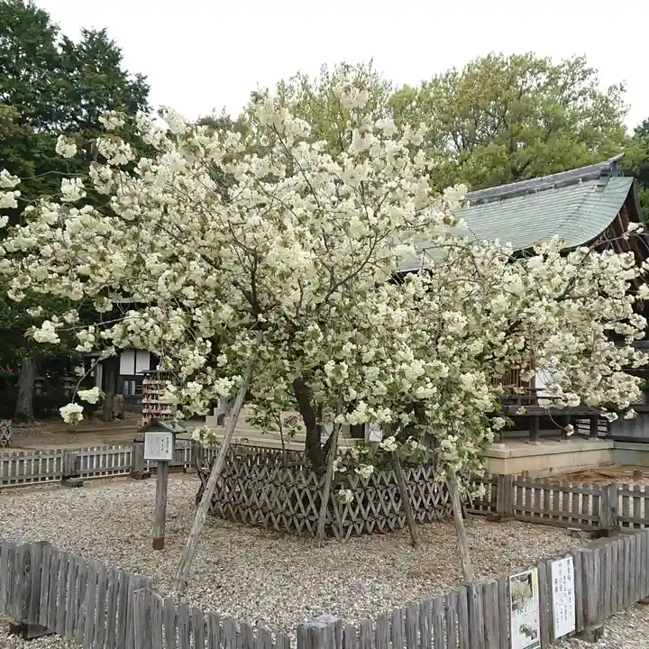 上地八幡宮の自然