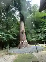 鹿嶋神社の自然