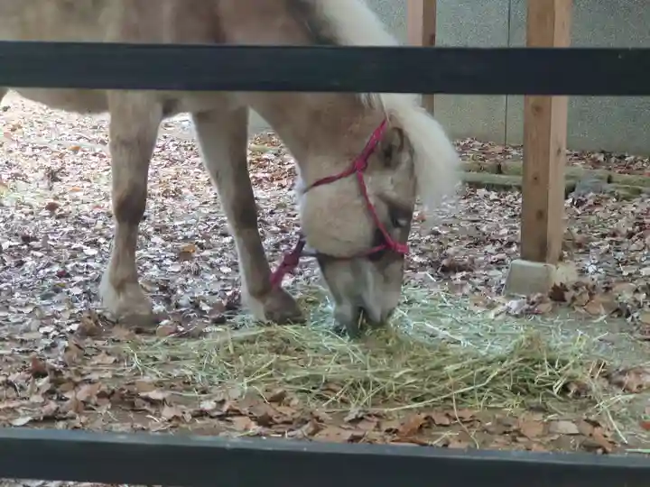 平塚八幡宮(神奈川県)