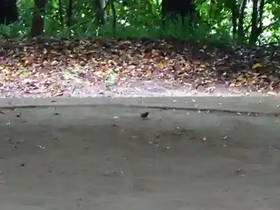 玉作湯神社(島根県)