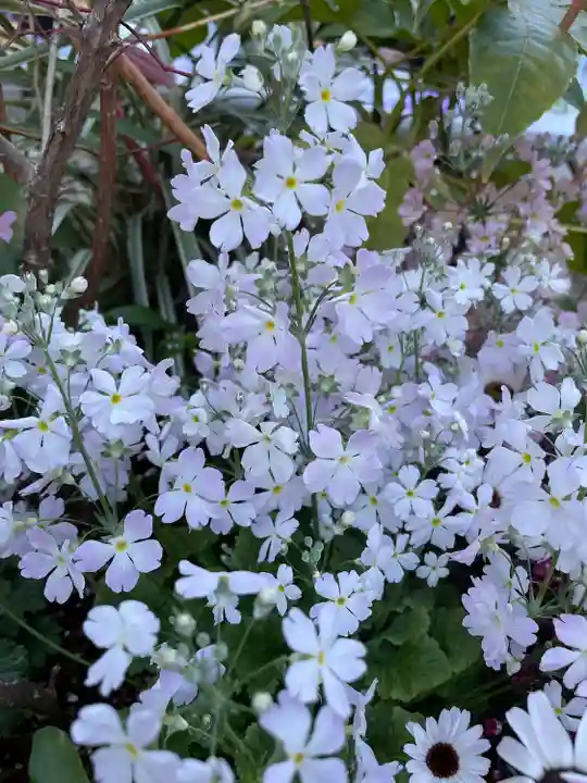 東京大神宮の自然