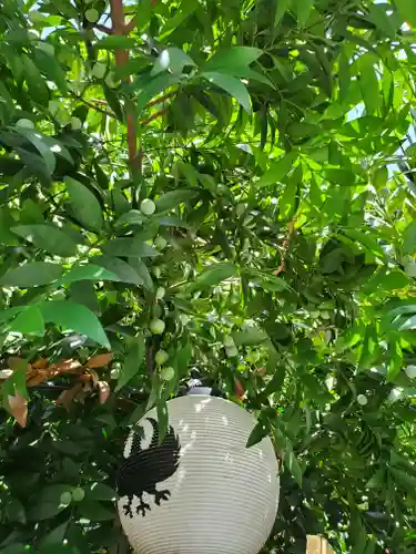 川越熊野神社の自然