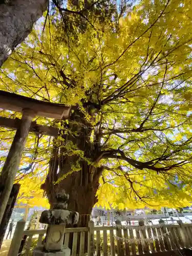 筒賀大歳神社(広島県)