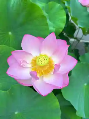 丹生都比売神社の自然