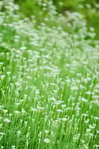 浄土寺(兵庫県)(2025年09月07日(日) 07時30分06秒投稿)