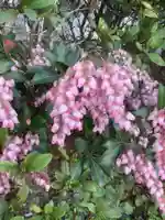 桃ノ木神社の自然