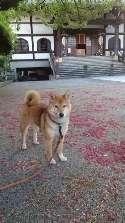 感通寺(東京都)