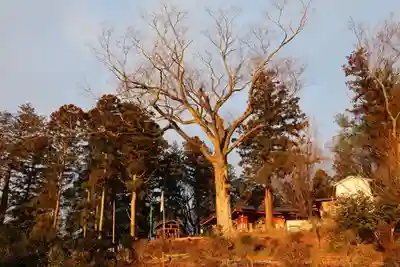 阿久津「田村神社」（郡山市阿久津町）旧社名：伊豆箱根三嶋三社の景色