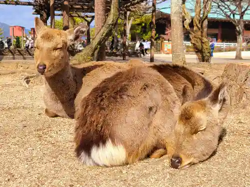厳島神社の動物