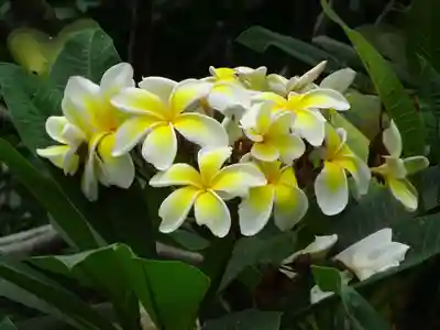 日蓮宗 総本山 塔頭 定林坊(じょうりんぼう)の自然