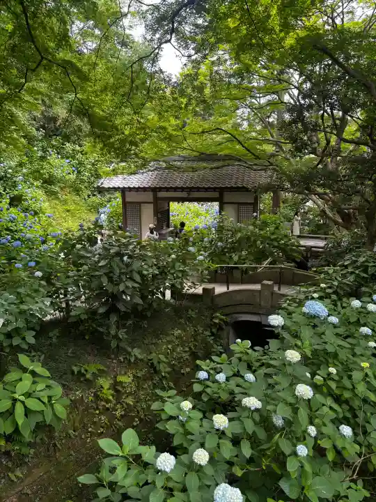 明月院の{uncategorized: "未分類", other: "その他", undefined: "問題あり", building: "その他建物", grave: "お墓", sacred_gate: "鳥居", guardian: "狛犬", statue: "像", buddha: "仏像", history: "歴史", nature: "自然", garden: "庭園", animal: "動物", pagoda: "塔", temizu: "手水舎", mountain_gate: "山門・神門", sanctuary: "本殿・本堂", subordinate: "末社・摂社", art: "芸術", scenery: "景色", jizo: "地蔵", ema: "絵馬", goshuin: "御朱印", omikuji: "おみくじ", items: "授与品その他", amulet: "お守り", goshuincho: "御朱印帳", eats: "食事", festival: "お祭り", votive_dance: "神楽", shichigosan: "七五三参", wedding: "結婚式", experience: "体験その他", initially: "初詣", around: "周辺", anti_infection: "感染症対策"}