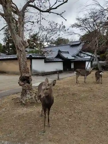 手向山八幡宮の動物