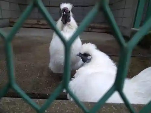 阿智神社の動物
