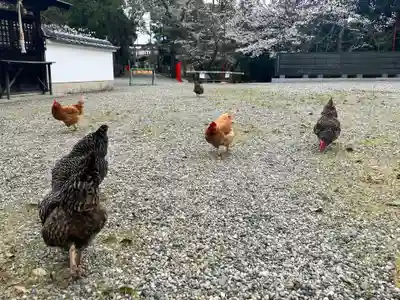 聖神社(大阪府)