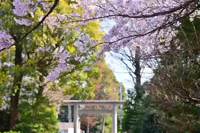 阿佐ヶ谷神明宮(東京都)