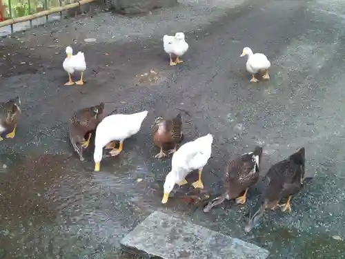 平塚八幡宮の動物