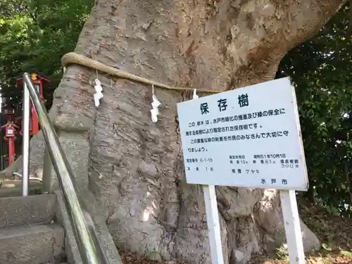 常陸第三宮　吉田神社の自然