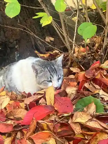 八幡神社(福井県)