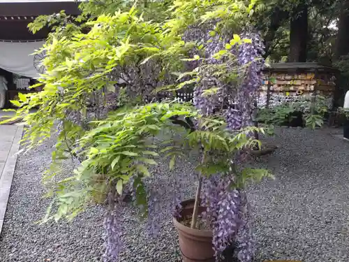 阿佐ヶ谷神明宮(東京都)