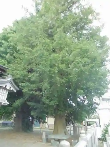 岡崎神社の自然