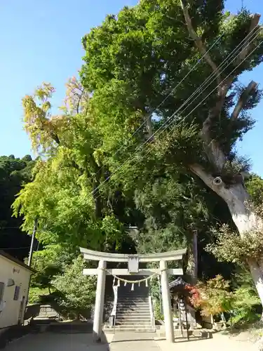 田間神社の鳥居