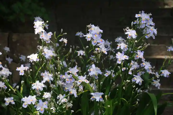 愛宕神社の自然