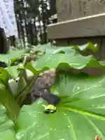 カエルくん今日は涼しいね