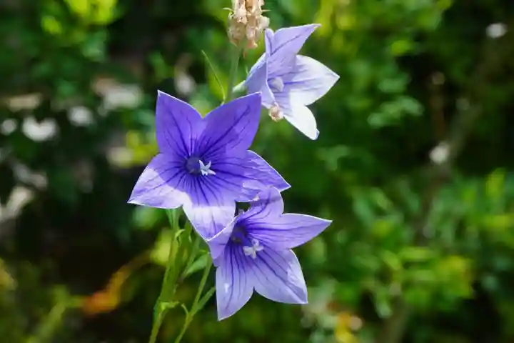 円成寺(奈良県)