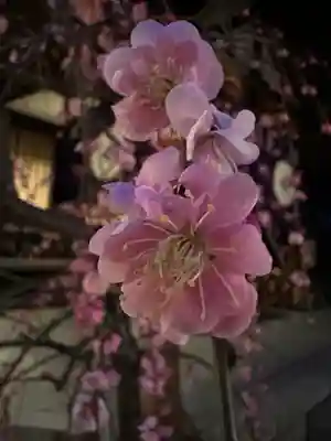 東京大神宮(東京都)