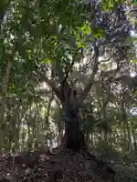 浅間神社の自然