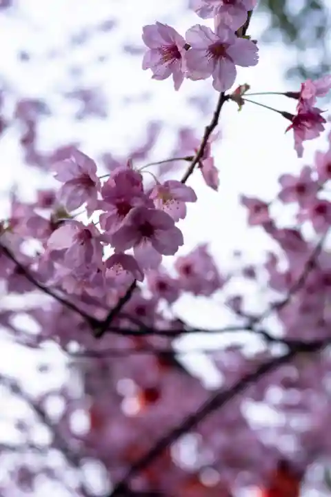 平野神社(京都府)