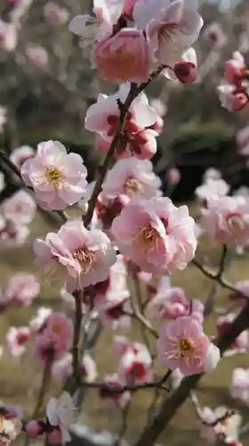 梅林寺(福島県)