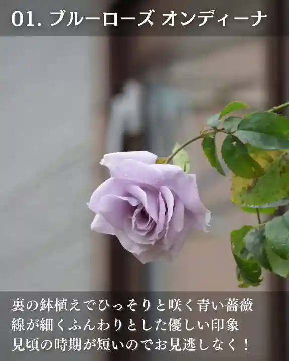 宝光寺(北海道)