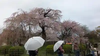 圓山稲荷(京都府)