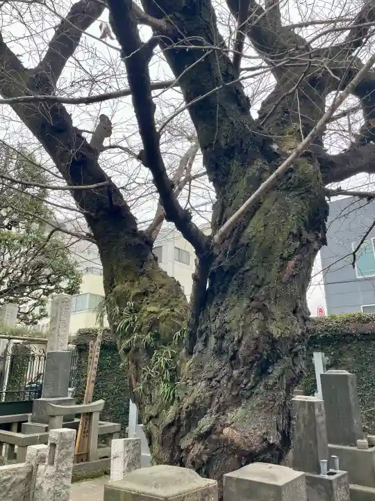 妙情寺の{uncategorized: "未分類", other: "その他", undefined: "問題あり", building: "その他建物", grave: "お墓", sacred_gate: "鳥居", guardian: "狛犬", statue: "像", buddha: "仏像", history: "歴史", nature: "自然", garden: "庭園", animal: "動物", pagoda: "塔", temizu: "手水舎", mountain_gate: "山門・神門", sanctuary: "本殿・本堂", subordinate: "末社・摂社", art: "芸術", scenery: "景色", jizo: "地蔵", ema: "絵馬", goshuin: "御朱印", omikuji: "おみくじ", items: "授与品その他", amulet: "お守り", goshuincho: "御朱印帳", eats: "食事", festival: "お祭り", votive_dance: "神楽", shichigosan: "七五三参", wedding: "結婚式", experience: "体験その他", initially: "初詣", around: "周辺", anti_infection: "感染症対策"}