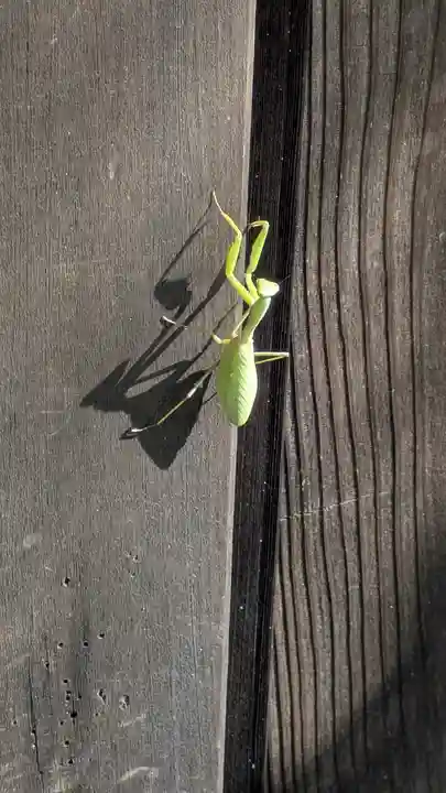 眞休寺(京都府)