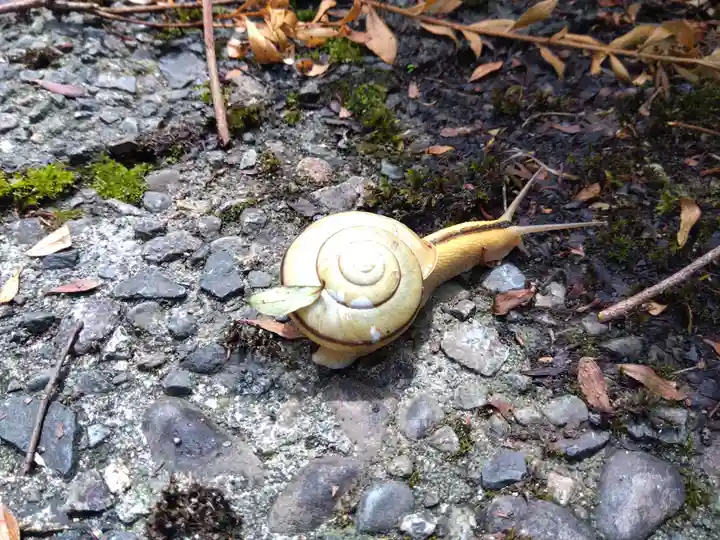 加茂神社(福井県)