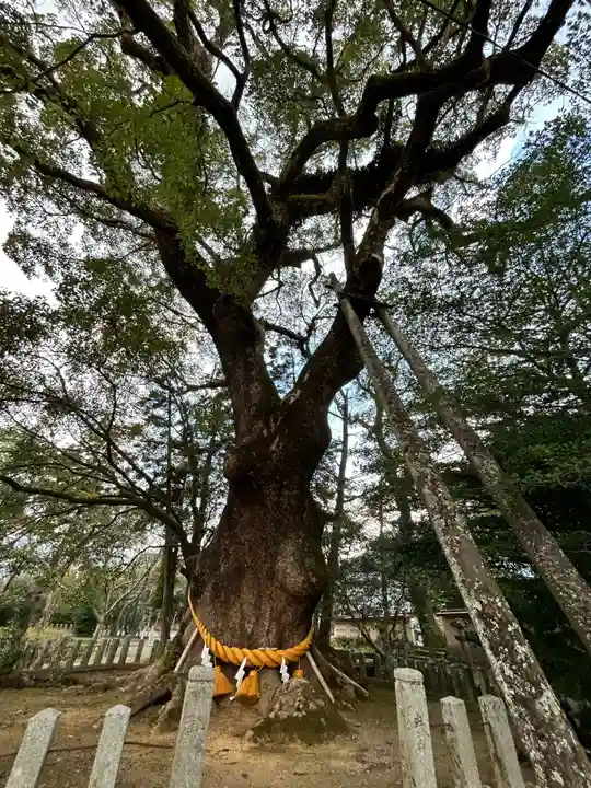 大分八幡宮(福岡県)