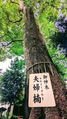 鳩ヶ谷氷川神社の自然