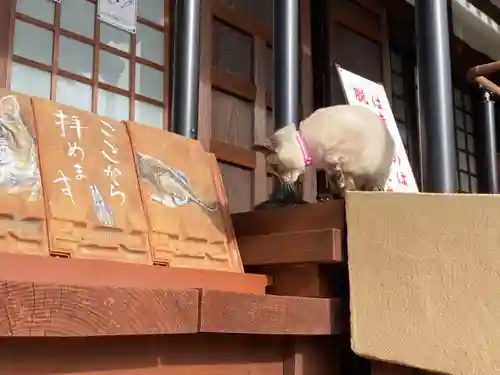 宣隆寺の動物