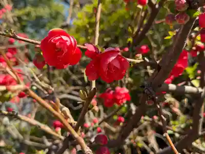 神田神社（神田明神）の{uncategorized: "未分類", other: "その他", undefined: "問題あり", building: "その他建物", grave: "お墓", sacred_gate: "鳥居", guardian: "狛犬", statue: "像", buddha: "仏像", history: "歴史", nature: "自然", garden: "庭園", animal: "動物", pagoda: "塔", temizu: "手水舎", mountain_gate: "山門・神門", sanctuary: "本殿・本堂", subordinate: "末社・摂社", art: "芸術", scenery: "景色", jizo: "地蔵", ema: "絵馬", goshuin: "御朱印", omikuji: "おみくじ", items: "授与品その他", amulet: "お守り", goshuincho: "御朱印帳", eats: "食事", festival: "お祭り", votive_dance: "神楽", shichigosan: "七五三参", wedding: "結婚式", experience: "体験その他", initially: "初詣", around: "周辺", anti_infection: "感染症対策"}