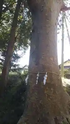 高房神社の自然