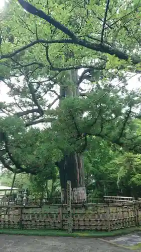 日高神社の自然