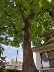 石川町諏訪神社の自然