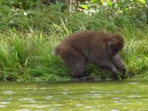 穂高神社奥宮の動物