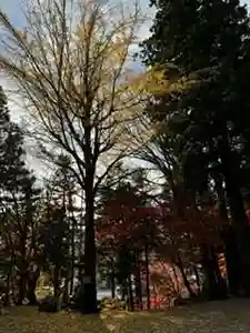 日枝神社(岐阜県)(2024年11月21日(木) 15時54分04秒投稿)