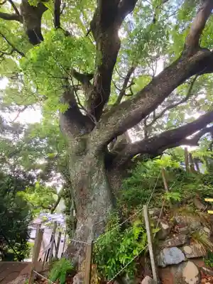 海童神社(佐賀県)