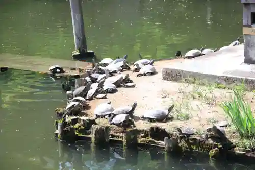 越ヶ谷久伊豆神社(埼玉県)