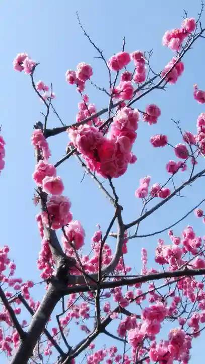 北海道神宮の自然