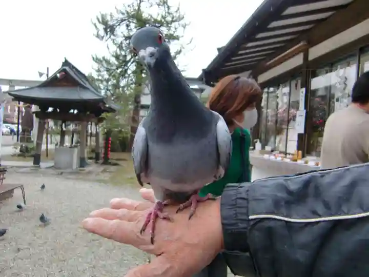 今市報徳二宮神社の動物